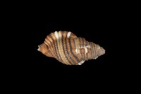 藏品(金色美法螺)的圖片